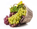 Bunches of white and pink grapes